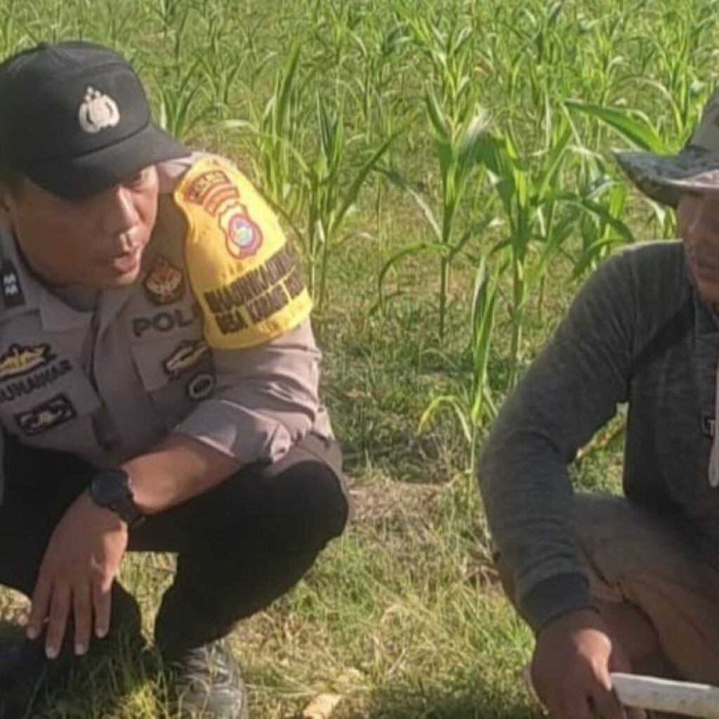 Bhabinkamtibmas Karang Bongkot Dukung Petani Jagung Manis Eksotik Lombok Barat