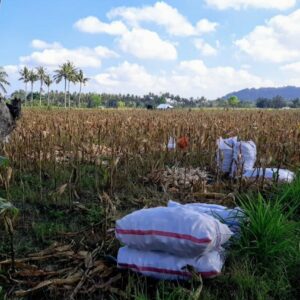 Bhabinkamtibmas Desa Tempos Dampingi Panen Jagung, Jaga Ketahanan Pangan di Lombok Barat