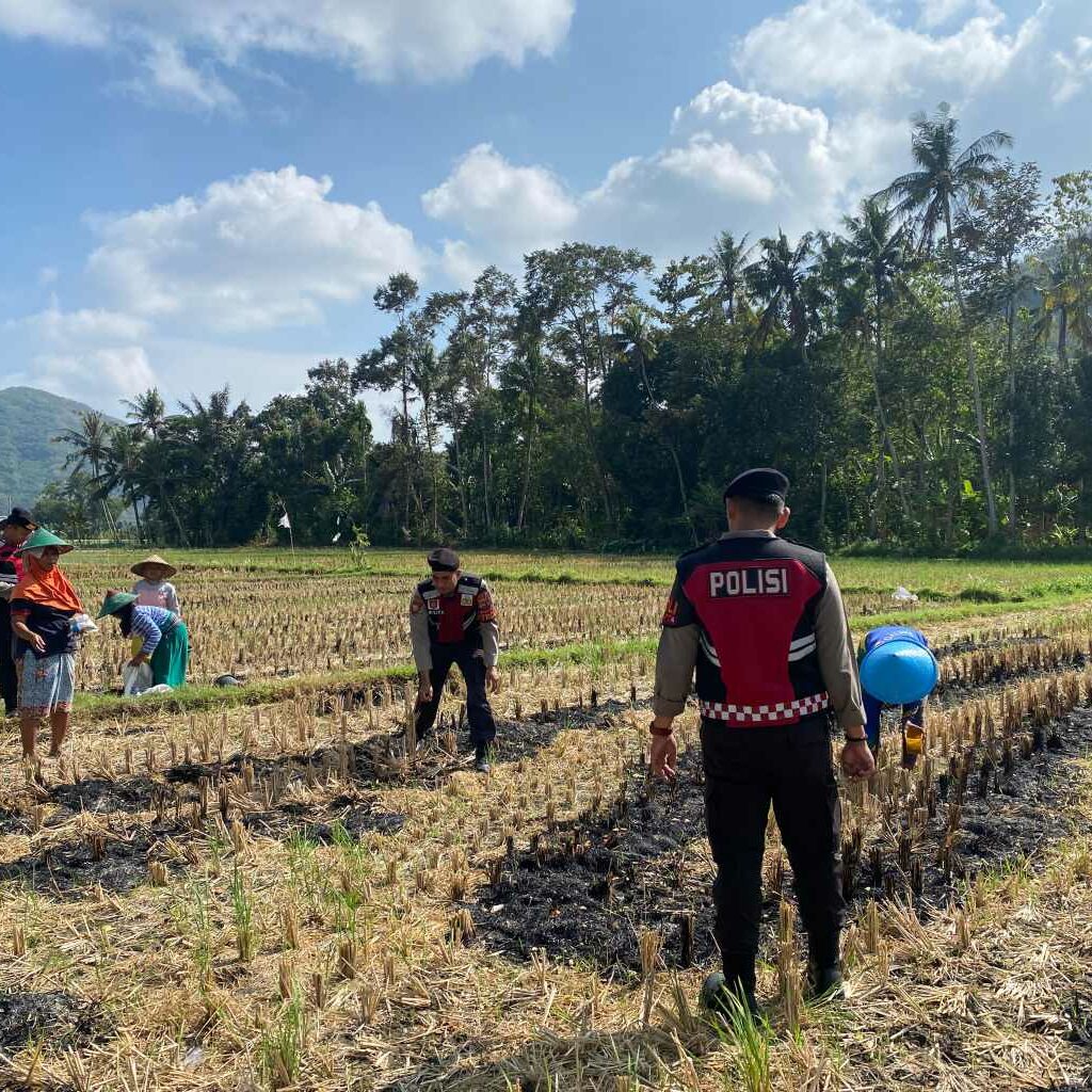 Sat Samapta Polres Lombok Barat Dukung Petani Jagung Desa Kebon Ayu