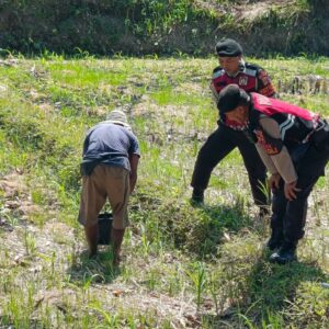 Polisi Bantu Petani Jagung di Desa Kuripan, Dukung Ketahanan Pangan Lombok Barat
