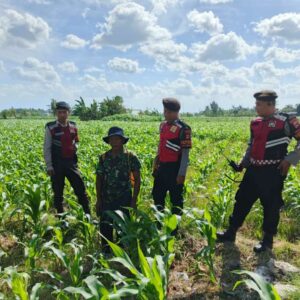 Polres Lombok Barat Dukung Petani Jagung Desa Dasan Geres Jaga Ketahanan Pangan