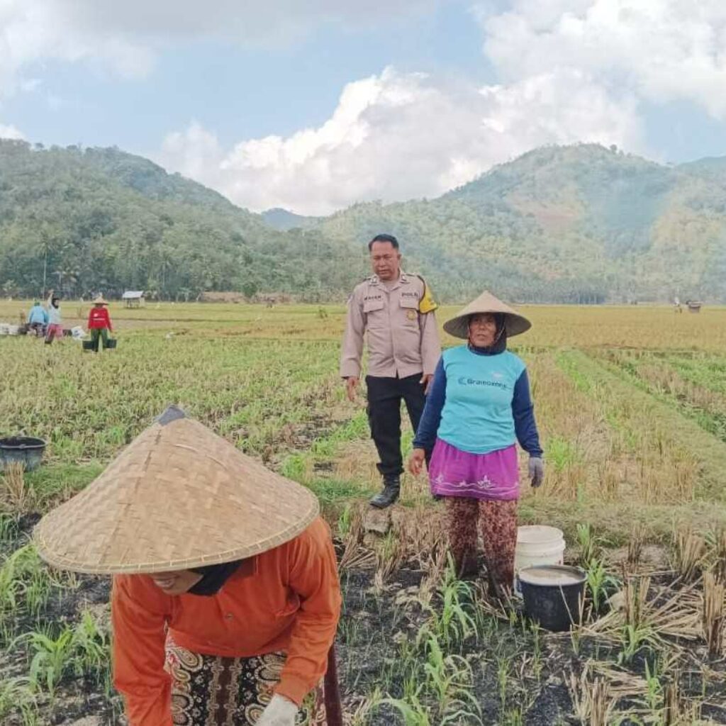 Bhabinkamtibmas Banyu Urip Dampingi Petani Jagung di Dusun Rincung