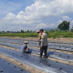 Polsek Kediri Dorong Warga Montong Are Tanam Cabai untuk Ketahanan Pangan