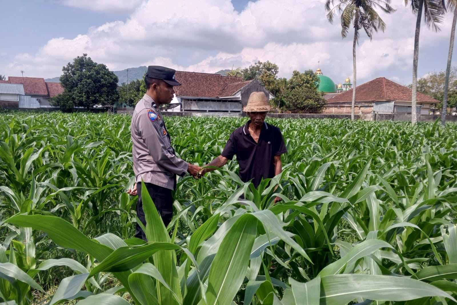 Sinergi Polri dan Petani, Panen Jagung di Sekotong Berjalan Aman
