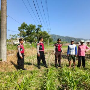 Polres Lombok Barat Dampingi Petani Jagung di Desa Mesanggok