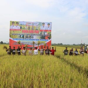Kapolda Kalteng dan Gubernur Panen Raya Padi di Kapuas, Wujud Dukungan terhadap Ketahanan Pangan