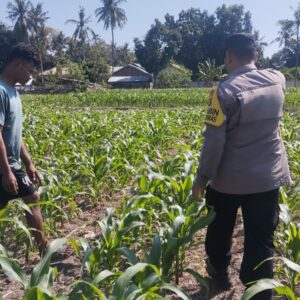 Bhabinkamtibmas desa ta’a dukung ketahanan pangan melalui pemantauan lahan jagung warga