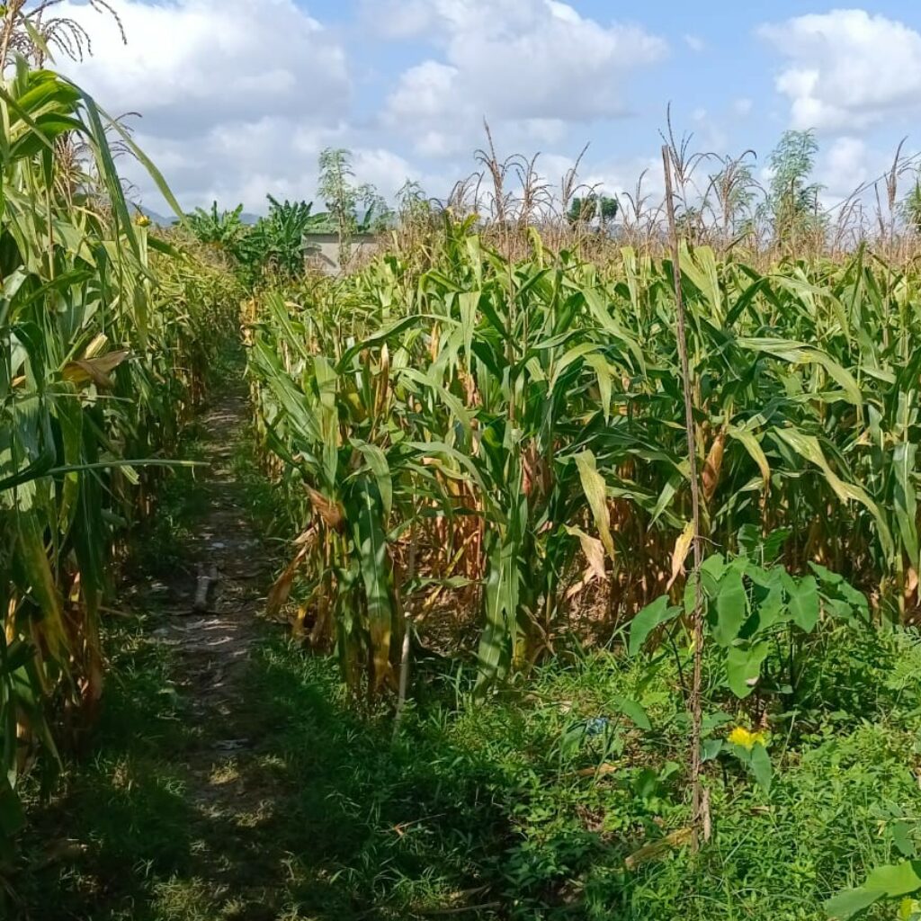 Polisi Dampingi Panen Jagung di Desa Beleka, Pastikan Harga dan Keamanan Terjaga