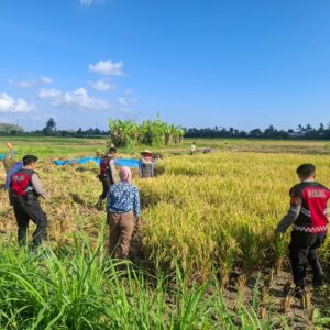Polri Berperan Aktif Jaga Ketahanan Pangan: Personel Samapta Polres Lombok Barat Patroli dan Beri Edukasi Petani