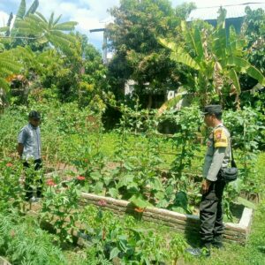 BHABINKAMTIBMAS DESA BERU LAKUKAN PENDAMPINGAN DAN MONITORING LAHAN PANGAN WARGA