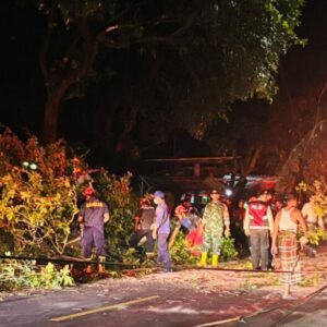 Kolaborasi TNI, Polri, Damkar Evakuasi Pohon Tumbang