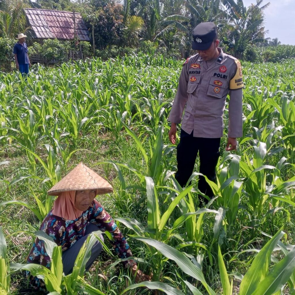Kolaborasi Polisi dan Petani di Dusun Due Pelet, Wujudkan Kemandirian Pangan Lokal
