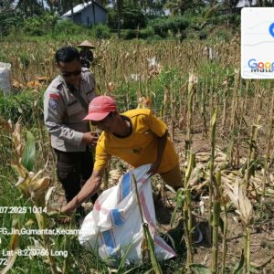 Bhabinkamtibmas Desa Gumantar Dampingi Panen Jagung Lanjutan Kuartal III Sebagai Wujud Dukungan Program Ketahanan Pangan