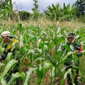 Babinsa dan Petani Karang Bayan Cek Pertumbuhan Jagung, Wujudkan Ketahanan Pangan Berkelanjutan