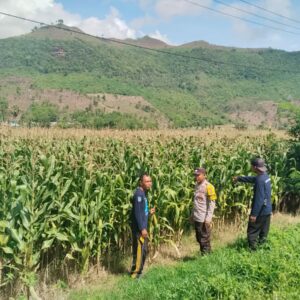 BHABINKAMTIBMAS DESA MUMBU LAKUKAN PENGECEKAN TANAMAN JAGUNG WARGA DALAM UPAYA DUKUNG KETAHANAN PANGAN DAN PERERAT KEMITRAAN