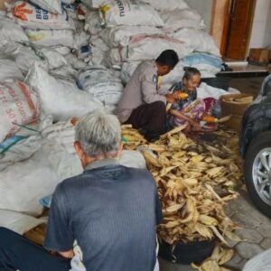 Polsek Gerung Kawal Panen Jagung Tiga Ton di Lombok Barat
