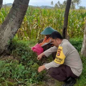 Polri Dampingi Petani Jagung Lombok Barat: Panen Lancar, Hasil Terserap Bulog