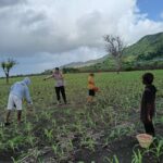 BHABINKAMTIBMAS HU’U DAMPINGI PETANI JAGUNG, DUKUNG PROGRAM KETAHANAN PANGAN MENUJU INDONESIA EMAS 2045