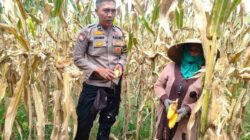 Peran Polri Jaga Stabilitas Harga, Petani Jagung Lombok Barat Diimbau Jual ke Bulog