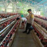 Polri Dampingi Peternak Ayam Lombok Barat, Jaga Kamtibmas dan Ketahanan Pangan